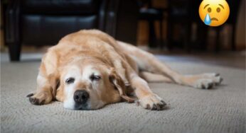 Gli errori (comuni) che commettiamo con i nostri cani: “Così rendiamo la loro vita più difficile”