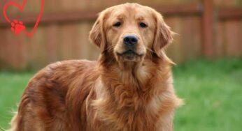Golden Retriever cosa dicono i veterinari: a quali sintomi devi fare attenzione per questa razza