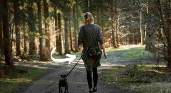 Guinzaglio allungabile per cani, è davvero una buona idea? I pro e contro da conoscere prima di comprarlo