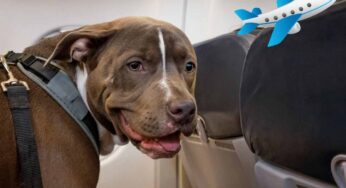 Con questa compagnia aerea puoi portare il tuo cane in cabina: quali sono i requisiti