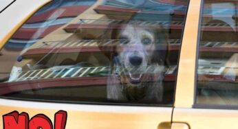 Gli errori che possono essere ‘fatali’ per il tuo cane in estate
