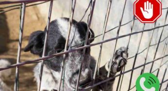 In caso di maltrattamento sugli animali chi bisogna chiamare? Come segnalarlo