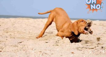 Cane che mangia la sabbia: occhio ai primi sintomi e tieni a mente questi rimedi che possono salvargli la vita