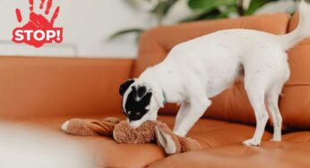 Questo consiglio mi ha cambiato la vita: adesso il mio cane non morde più tutto ciò vede in casa