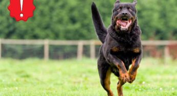 I dettagli da osservare in un cane per capire se è pericoloso oppure no: così te ne accorgi subito