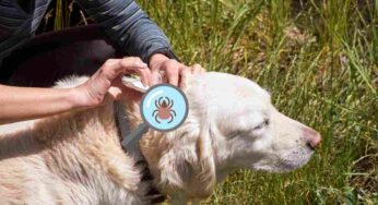 Pulci, zecche e pidocchi, le differenze in cane e gatto, parla la veterinaria: “A cosa stare attenti”