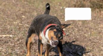 Cosa vuole dirti il tuo cane quando scuote la testa? Ti sta mandando dei messaggi importanti