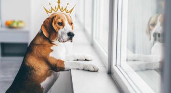 Per quanto tempo può restare da solo un cane? Quali sono i rischi