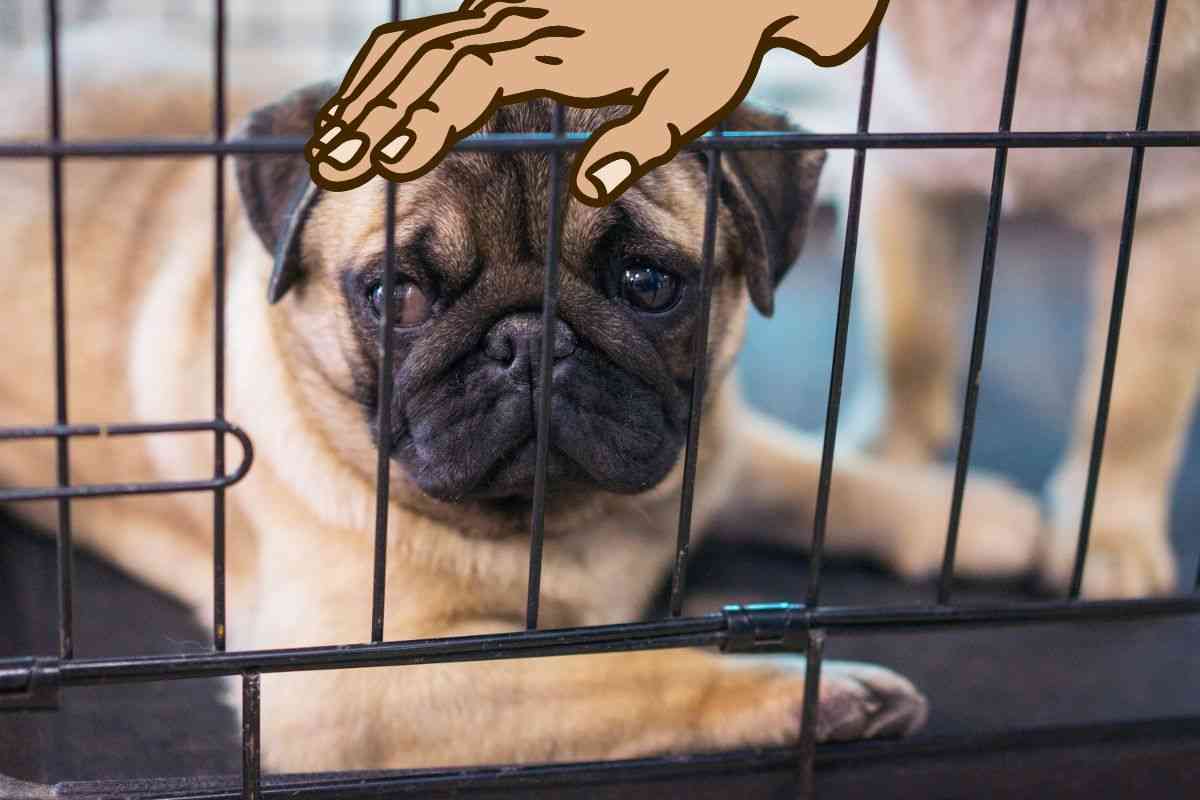 trasportino kennel