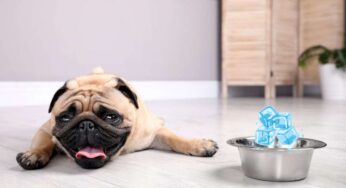 Posso dare cubetti di ghiaccio al cane? Sì, ma prima devi informarti bene: ecco cosa devi sapere