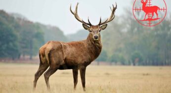 Abruzzo, la denuncia del WWF, aperta la caccia al cervo: “Per 50euro si potrà sparare ai cuccioli”