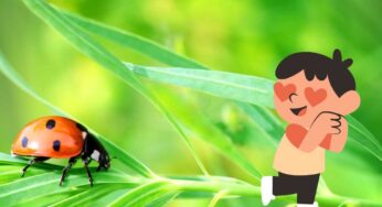 Ti piacciono le coccinelle? Allora sicuramente non conosci questo ‘retroscena’ molto inquietante