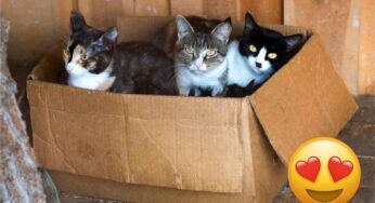 Maxi recupero nel Nord Italia, salvati oltre 80 gatti segregati: “Rischiavano la vita”