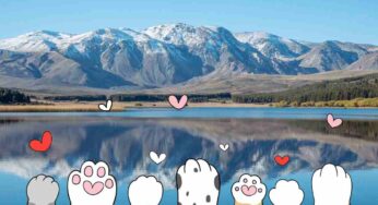 Il mistero dei gatti domestici di Chubut: vivono su un’isola senza alcun contatto con gli esseri umani