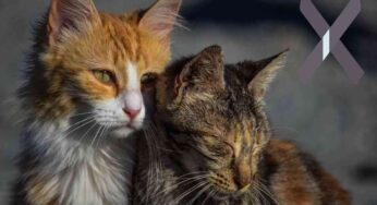 I gatti vivono il lutto dopo la morte di un amico a 4 zampe: cosa fare in questi casi