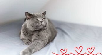 Comportamenti umani che i gatti tollerano solo se ti amano davvero: la prova che volevi da tempo