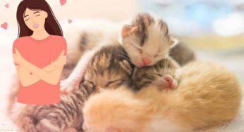 Regole fondamentali per prendersi cura di un gattino appena nato: non fare mai questi errori