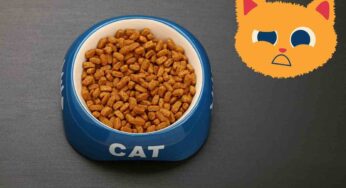 Non è una buona idea dare da mangiare al tuo gatto in una ciotola di ceramica: “Si rischia grosso”