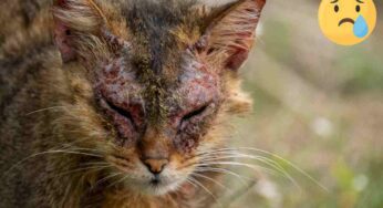 Rogna notoedrica nel gatto, attenzione a questi sintomi (di solito sottovalutati): parla la veterinaria