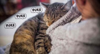 Perché i gatti fanno le fusa? Non solo perché sono contenti: tutti i significati