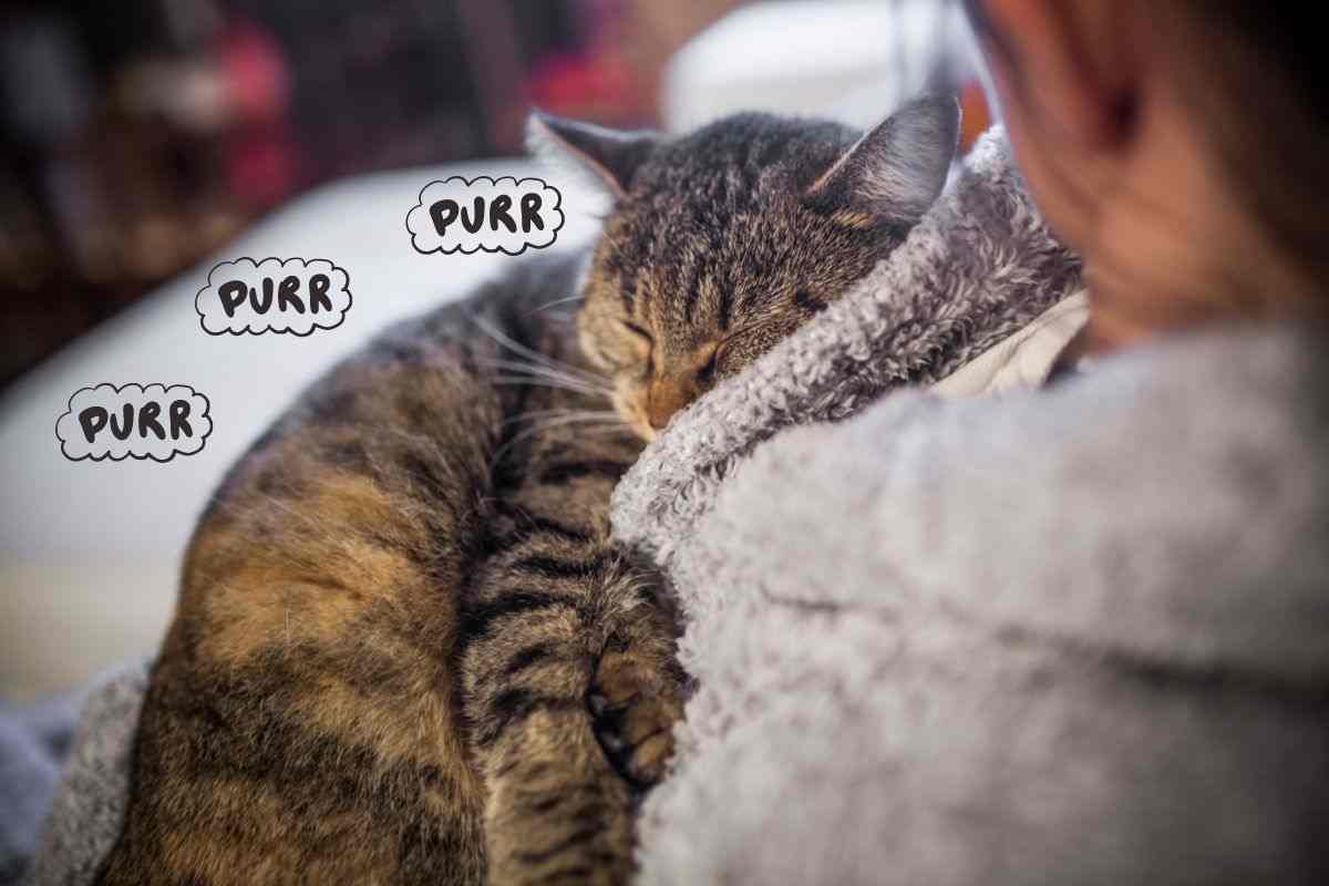 gatto fa le fusa