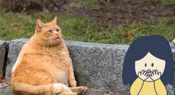 Vedi il tuo gatto (troppo) ingrassato? Ecco perché dovresti intervenire subito