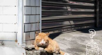 Perché il gatto sbava? Parla la veterinaria: attenzione a questi sintomi