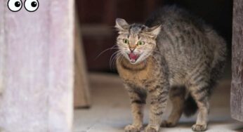 Perché il gatto soffia? Ci sono motivi serissimi: a cosa fare attenzione