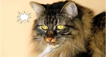 Perché i gatti ci danno “testate”? Ci mandano un chiaro messaggio