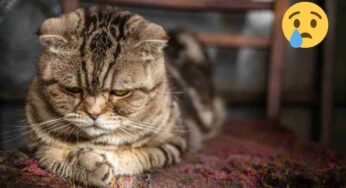 Cosa stai sicuramente sbagliando con il tuo gatto: gli errori più diffusi che costano caro