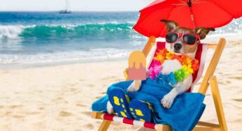 Valida alternativa al gelato per il proprio cane: tutto pronto in 2 minuti (facilissimo)