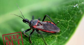 Animali che non dovresti mai nemmeno sfiorare: sono più pericolosi di quanto sembrano