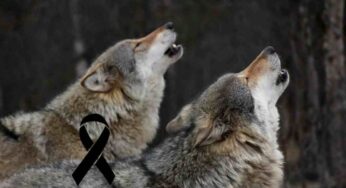 Dopo gli orsi via libera all’abbattimento di due esemplari di lupi: animalisti sul piede di guerra