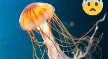 Cose da sapere prima ancora che una medusa ti punga: gesti che possono fare la differenza