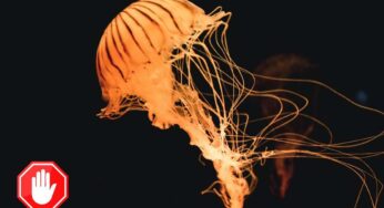 Mantieni la calma ed agisci così: se vedi una medusa, puoi mandarla via senza farle del male