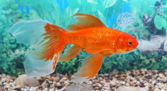 Quanto dura davvero la memoria di un pesce rosso? La risposta vi stupirà davvero