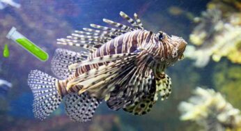 Pesce scorpione attenzione al veleno: cosa fare in caso di puntura
