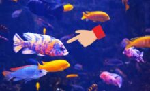scegliere i pesci per l'acquario