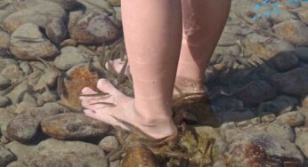 Piccoli pesci che mordono i piedi: cosa sapere e come comportarsi al mare in questa situazione