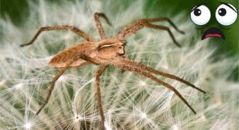 Ragno violino, come riconoscere il morso: i sintomi a cui prestare attenzione e quando preoccuparsi