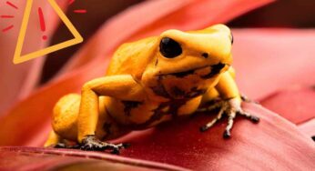 Piccoli ma estremamente pericolosi: gli animali feroci che non avresti mai immaginato. Due specie sono in mare
