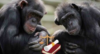 La prima legge al mondo per la protezione di gorilla, oranghi e scimpanzé negli zoo: “Perché è importantissima”