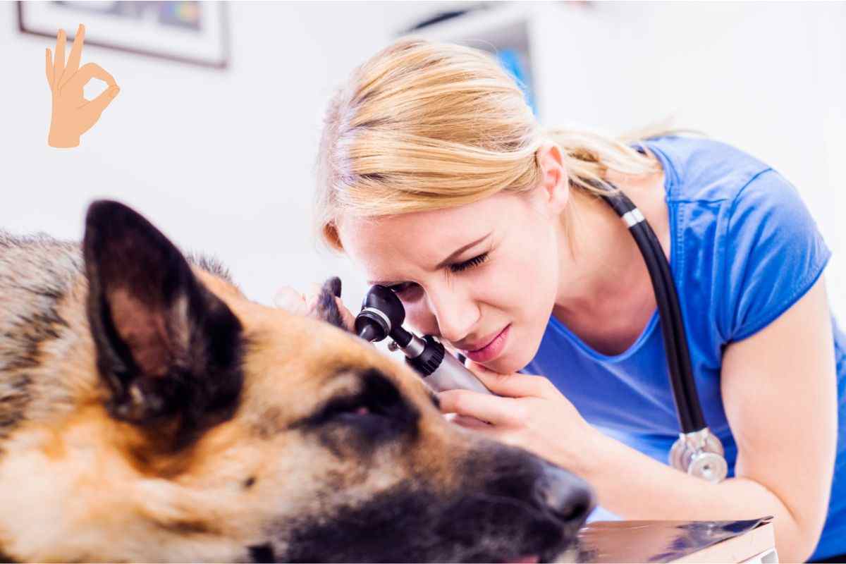 cane dal veterinario