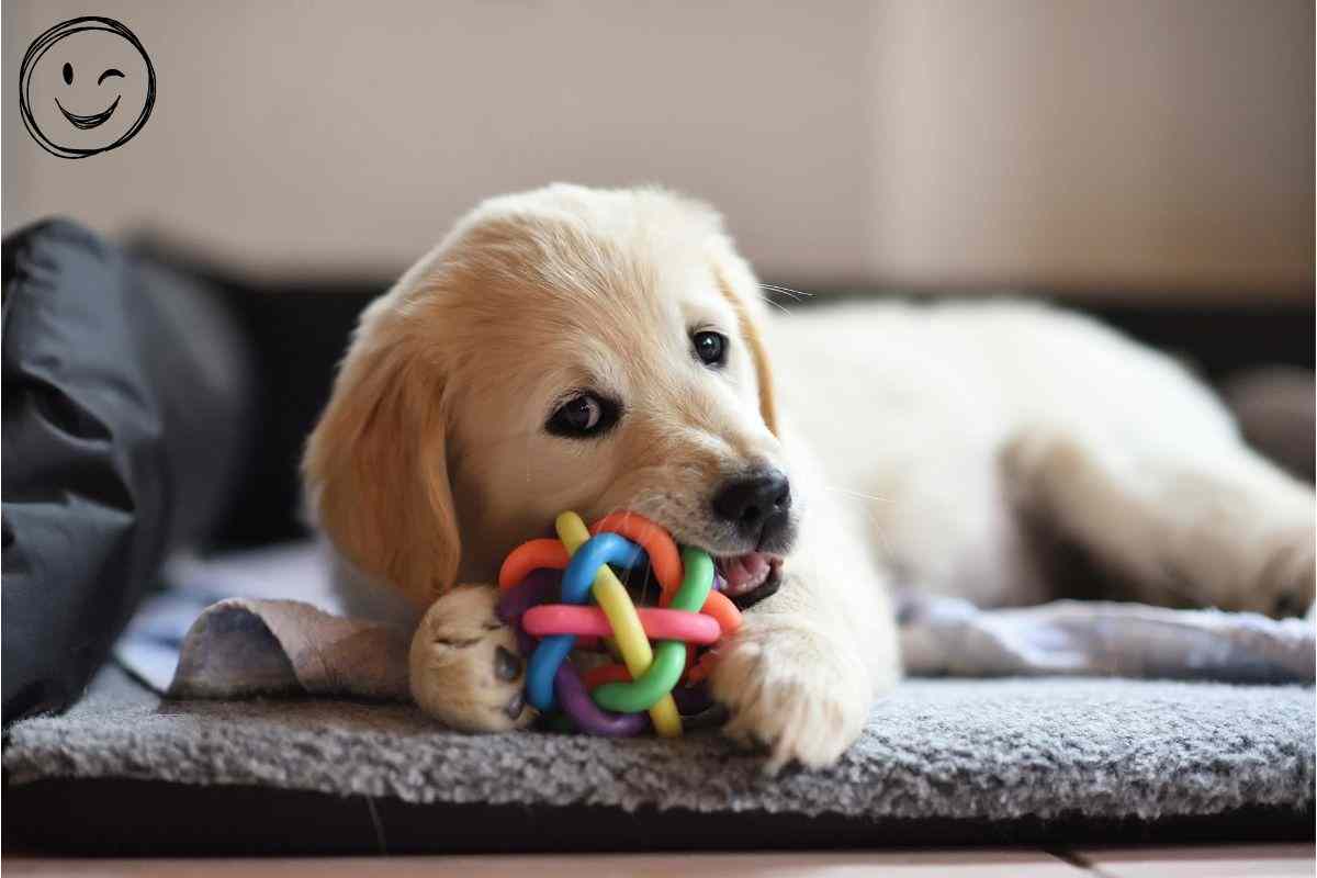 memoria a lungo termine dei cani