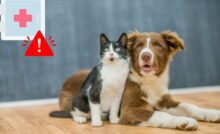 farmaci umani agli animali