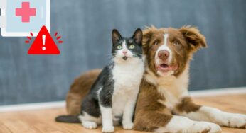 Questi farmaci che abbiamo in casa (molto comuni) sono pericolosissimi per cani e gatti: la lista