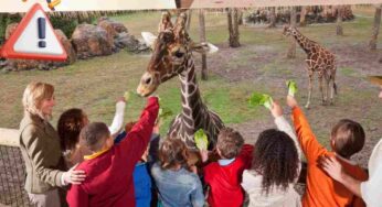 Perché non bisogna mai dare da mangiare agli animali selvatici: c’è un motivo serissimo