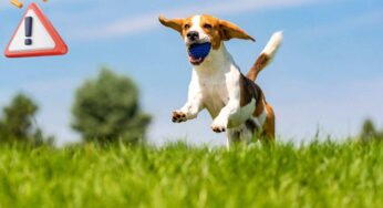 Se hai un Beagle attenzione a questi sintomi, parla la veterinaria