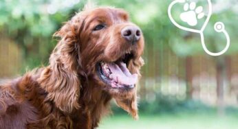 Cane che ansima, quando allarmarsi: i consigli dei veterinari per intervenire subito