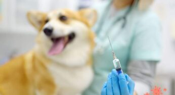 Parvovirosi nel cane quanto è pericolosa? Parla la veterinaria: “Attenzione a questi sintomi”